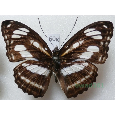 Neptis sappho (Pallas, 1771) Malaysia 56mm60g